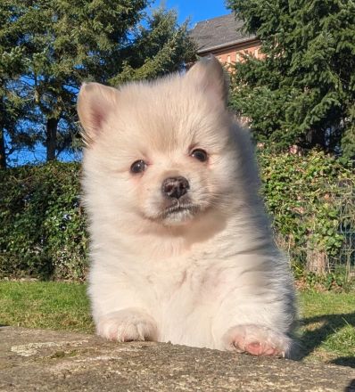Plüschige Knutschkugeln dürfen bald ausziehen. Pomchi, Pomeranian Chihuahua