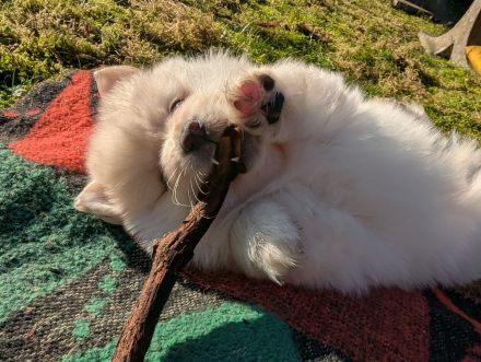 Plüschige Knutschkugeln dürfen bald ausziehen. Pomchi, Pomeranian Chihuahua