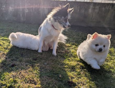 Plüschige Knutschkugeln dürfen bald ausziehen. Pomchi, Pomeranian Chihuahua