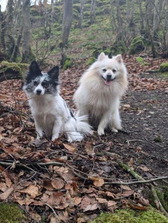 Plüschige Knutschkugeln dürfen bald ausziehen. Pomchi, Pomeranian Chihuahua