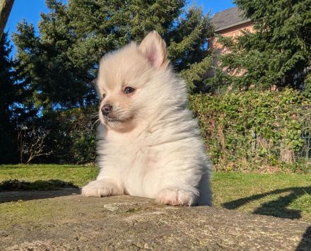 Plüschige Knutschkugeln dürfen bald ausziehen. Pomchi, Pomeranian Chihuahua
