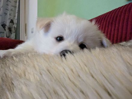 Plüschige Knutschkugeln dürfen bald ausziehen. Pomchi, Pomeranian Chihuahua