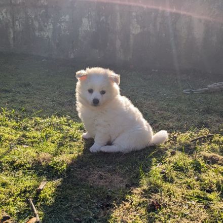 Plüschige Knutschkugeln dürfen bald ausziehen. Pomchi, Pomeranian Chihuahua