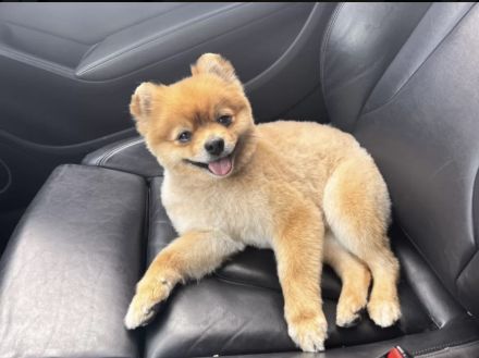 Deckrüde Zwergspitz / Pomeranian