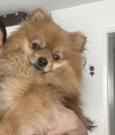 Deckrüde Zwergspitz / Pomeranian