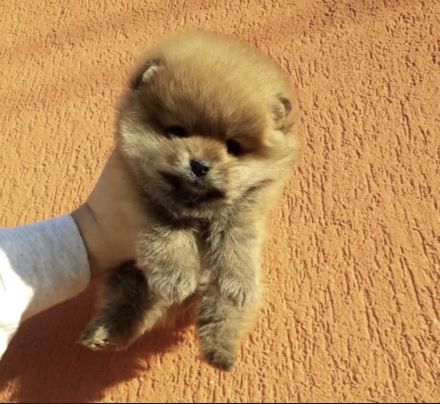 Deckrüde Zwergspitz / Pomeranian