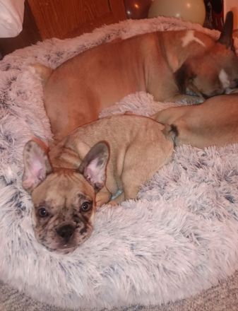 Rüde sucht schönes Zuhause