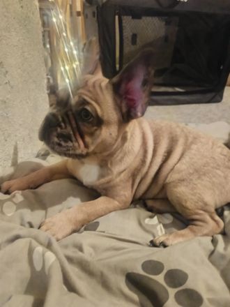 Rüde sucht schönes Zuhause