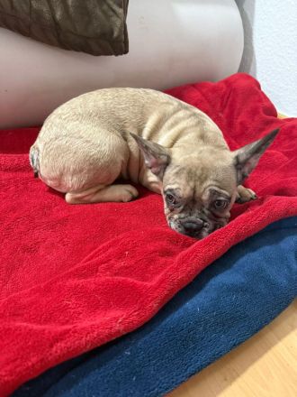 Rüde sucht schönes Zuhause