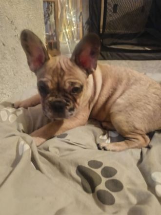 Rüde sucht schönes Zuhause