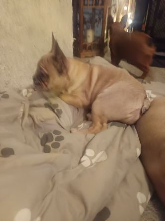 Rüde sucht schönes Zuhause