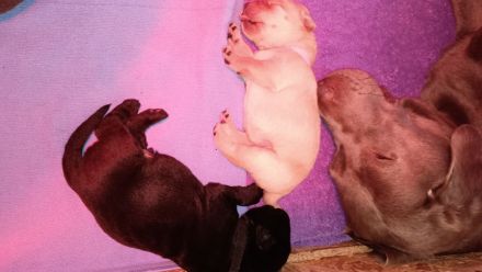 Labrador Retriever Welpen Reinrassig mit Ahnentafel Tolle Farben