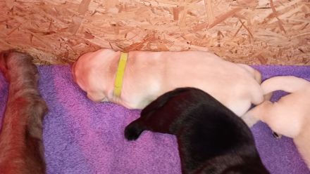 Labrador Retriever Welpen Reinrassig mit Ahnentafel Tolle Farben