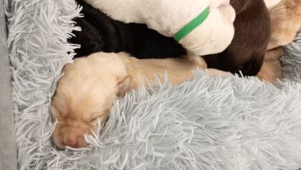 Labrador Retriever Welpen Reinrassig mit Ahnentafel Tolle Farben