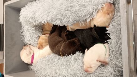 Labrador Retriever Welpen Reinrassig mit Ahnentafel Tolle Farben