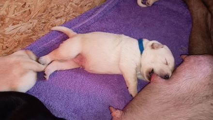 Labrador Retriever Welpen Reinrassig mit Ahnentafel Tolle Farben