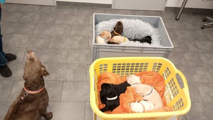 Labrador Retriever Welpen Reinrassig mit Ahnentafel Tolle Farben