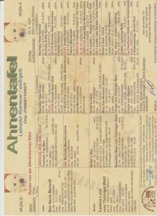 Labrador Retriever Welpen Reinrassig mit Ahnentafel Tolle Farben