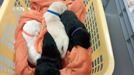 Labrador Retriever Welpen Reinrassig mit Ahnentafel Tolle Farben