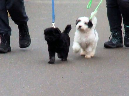 Tibet Terrier Welpe sucht SIE für den zukünftigen Frühlingsspaziergang