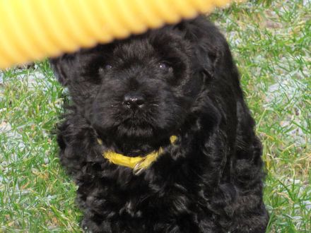 Tibet Terrier Welpe sucht SIE für den zukünftigen Frühlingsspaziergang