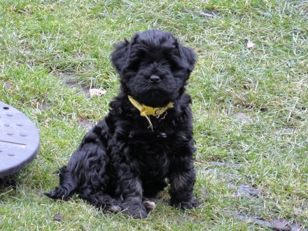 Tibet Terrier Welpe sucht SIE für den zukünftigen Frühlingsspaziergang