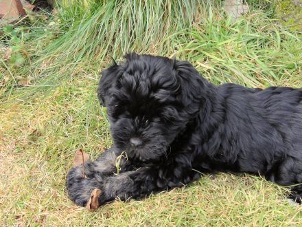 Tibet Terrier Welpe sucht SIE für den zukünftigen Frühlingsspaziergang