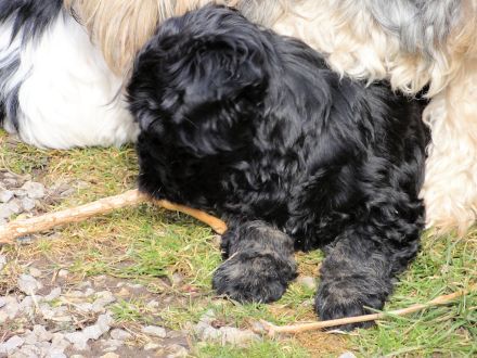 Tibet Terrier Welpe sucht SIE für den zukünftigen Frühlingsspaziergang