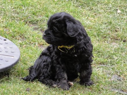 Tibet Terrier Welpe sucht SIE für den zukünftigen Frühlingsspaziergang