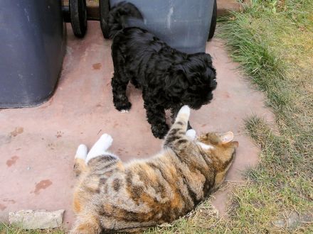 Tibet Terrier Welpe sucht SIE für den zukünftigen Frühlingsspaziergang