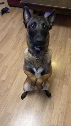 Süße Malinois welpen