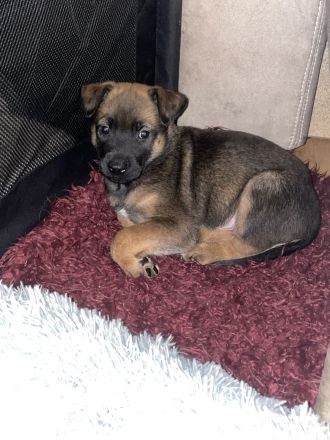 Süße Malinois welpen