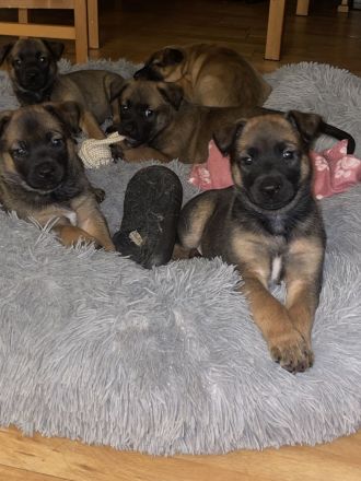 Süße Malinois welpen