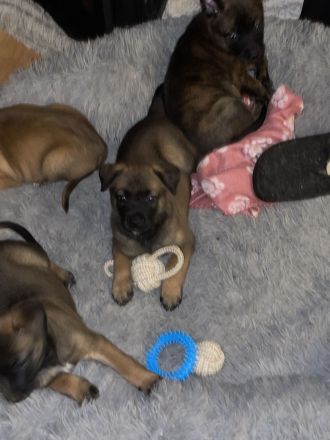 Süße Malinois welpen