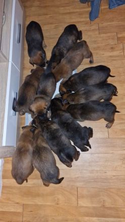 Süße Malinois welpen