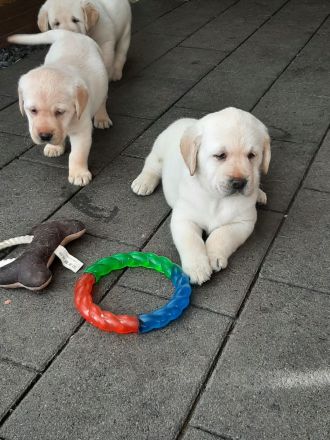 Labrador Welpen