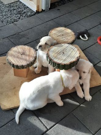Labrador Welpen