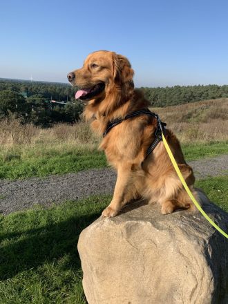 Deckrüde Golden Retriever
