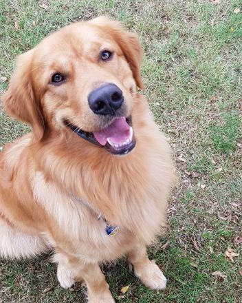 Deckrüde Golden Retriever