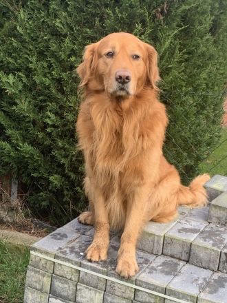 Deckrüde Golden Retriever