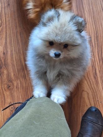 Pomeranien zwergspitz  babys