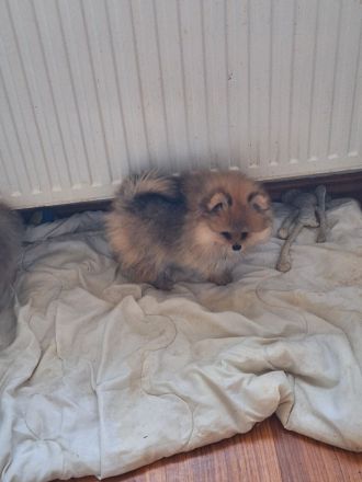 Pomeranien zwergspitz  babys
