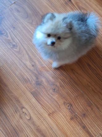 Pomeranien zwergspitz  babys