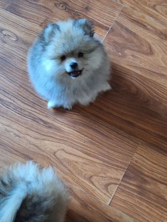Pomeranien zwergspitz  babys