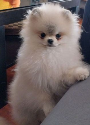 Pomeranian Welpe sucht neues Zuhause