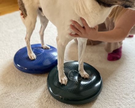 Diana Jacob - Tierphysiotherapie - Oberfranken & Oberpfalz