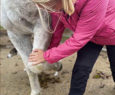 Diana Jacob - Tierphysiotherapie - Oberfranken & Oberpfalz