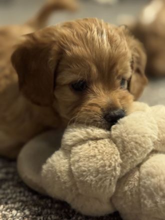 Havapoo Welpen