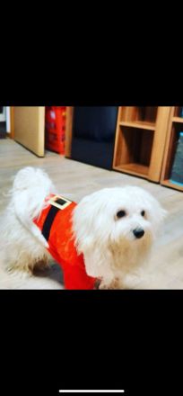 Deckrüde Mini Malteser (keinen Verkauf!)