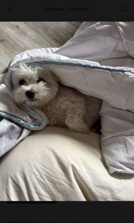 Deckrüde Mini Malteser (keinen Verkauf!)